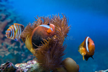 水族馆小丑鱼