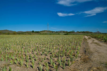 菠萝农场