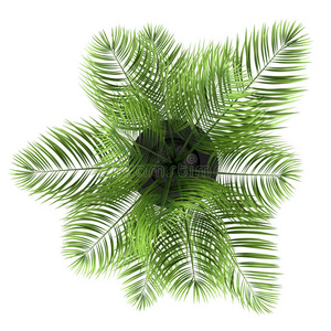 剪辑 室内植物 植物 自然 颜色 棕榈 陶瓷