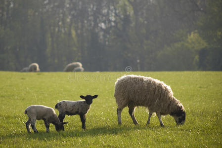 健康的绵羊和牲畜，田园诗般的乡村，英国