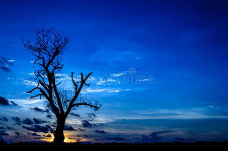 深蓝色天空中的死树剪影图片