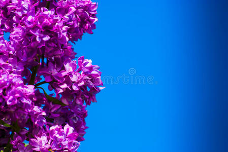蓝天紫丁香