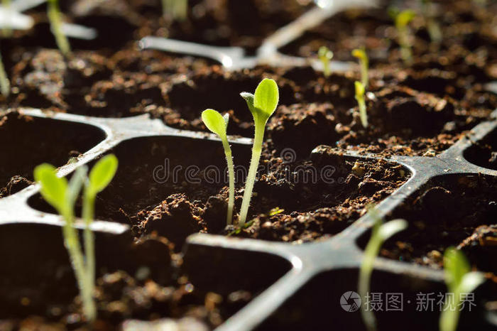 绿芽生长黄瓜芽新生活地上长芽盒子里的幼苗新生植物苗木小胡萝卜的茎