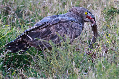 褐蛇鹰及其猎物图片