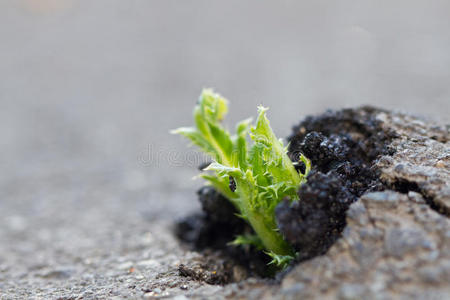 绿色植物生长图片