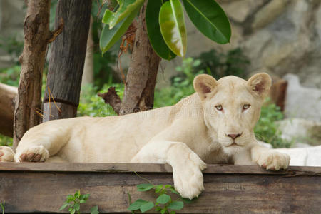 白化病野生动物野生动物园中的白化病狮子照片