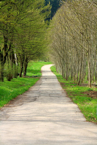 以春天公园里蜿蜒的道路为背景