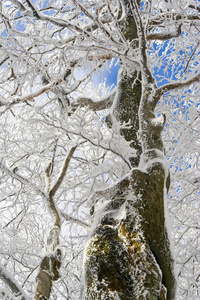 蓝天背景下，山腰上冬季积雪覆盖的冷杉树