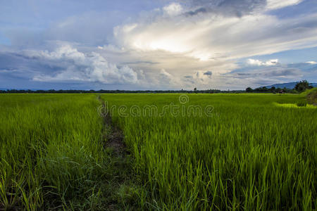 稻田，蓝天。
