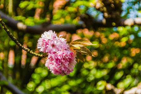 樱花