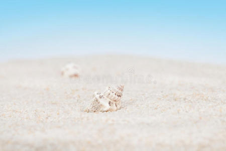 沙滩上整齐的贝壳