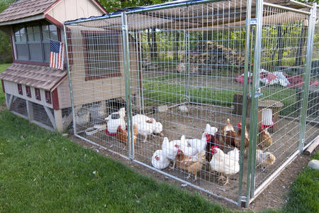 庭院养鸡二十只鸡笼图片