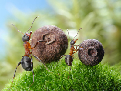 大小蚂蚁滚动相应的种子图片