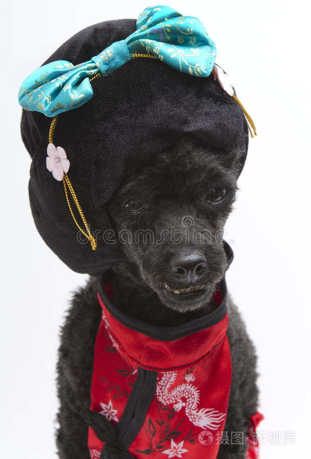 3个月大酷狗手帕时髦狗穿浣熊皮大衣的狗80年代的长着可怕头发的狮子