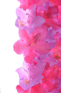 花束 美女 庆祝 开花 花的 花瓣 植物区系 粉红色 魅力
