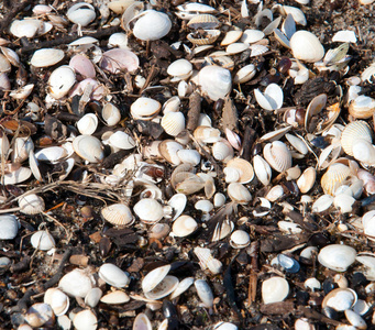 天然沙滩贝壳背景