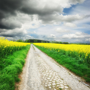 菜地乡村公路