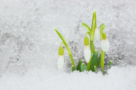 雪上落下了雪。