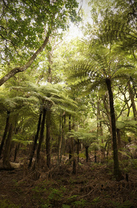 巨大的树蕨，新西兰。