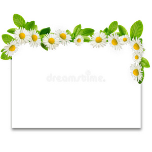 画框雏菊和绿叶