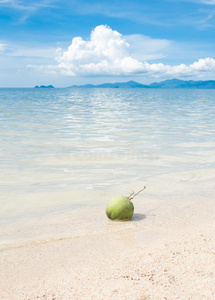 白沙滩上的绿椰子