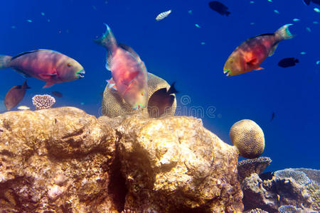珊瑚上的大型热带鱼礁海热带景观