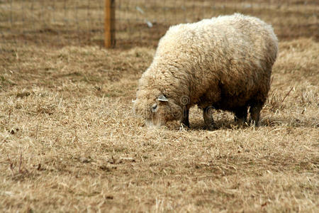 羊群在田野里吃草