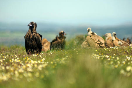 春暖花开田里的一群秃鹫图片