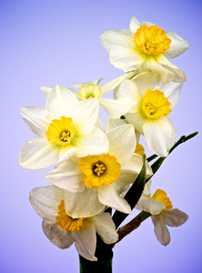 白黄水仙花