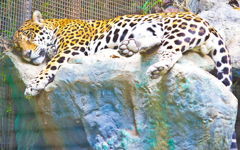 美洲虎素材图片 美洲虎图片素材下载 摄图新视界