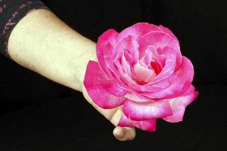 手里拿着一朵粉红玫瑰的女人图片