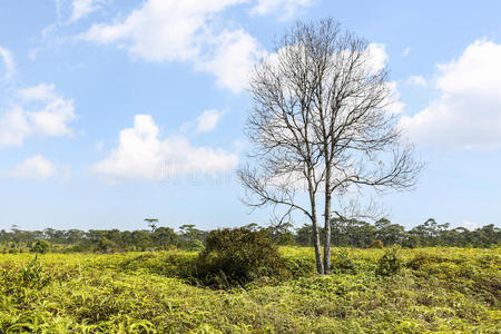 农业 农场 植物区系 分支 宾夕法尼亚州 形象 环境 食物