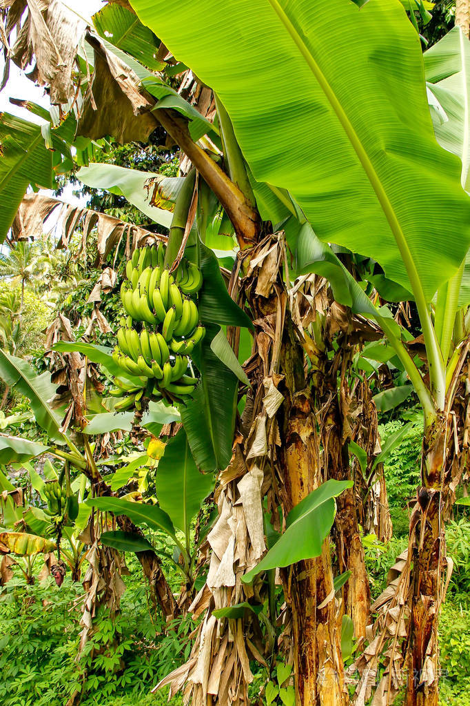 斐济taveuni岛丛林中的香蕉生长