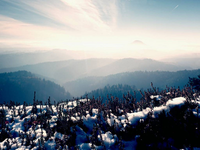 雪中墨红盛开的石南花布什在公园的悬崖上。丘陵乡村与长谷中满秋雾