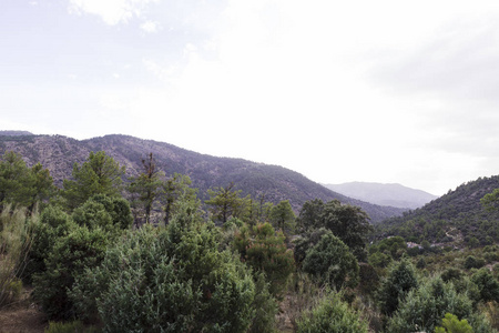 山上山坡上的松树林风景秀丽