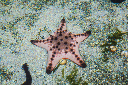 海星关闭在海