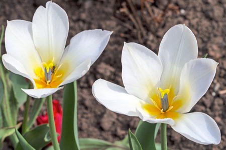 两个白色的郁金香花坛