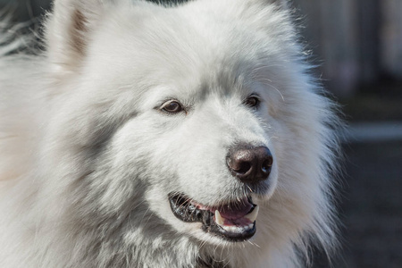 萨摩耶德犬成人特写肖像