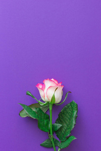 紫罗兰色背景上的粉红色玫瑰花