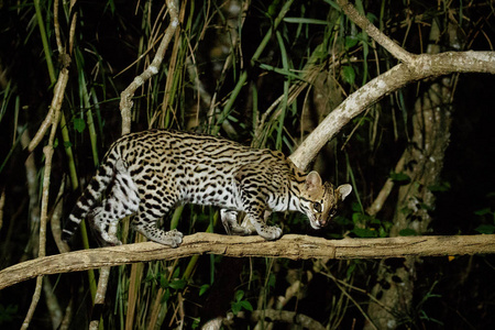 美洲豹猫中图片-美洲豹猫中素材-美洲豹猫中插画-摄图新视界