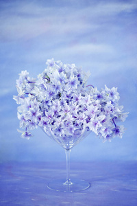 紫绣球花