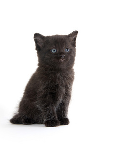 可爱的黑色小猫