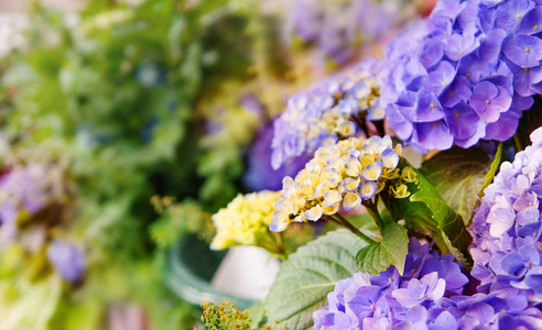 绣球花花卉选择焦点