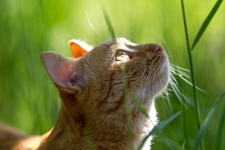 橙色的猫在绿草。查找