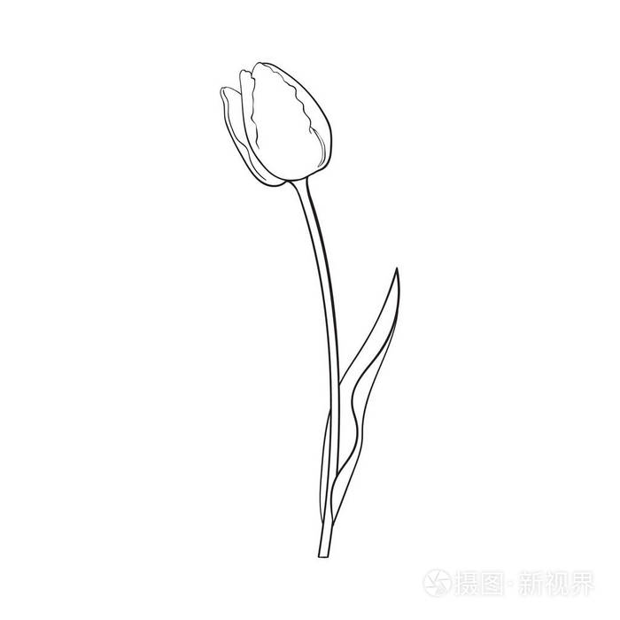 手绘的侧面视图黑色和白色郁金香花