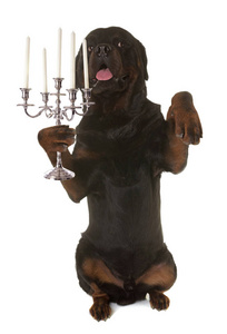 罗特韦尔犬和银烛台图片