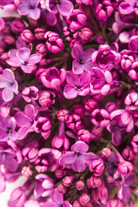 背景充满美丽 pirple 淡紫色花朵的特写。顶视图。平躺。爱 建议 祝贺 弹簧的概念