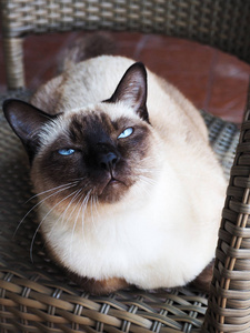 暹罗猫或密封棕色灰色眼睛的猫图片