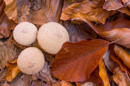 秋天森林落叶在地面和3圆蘑菇