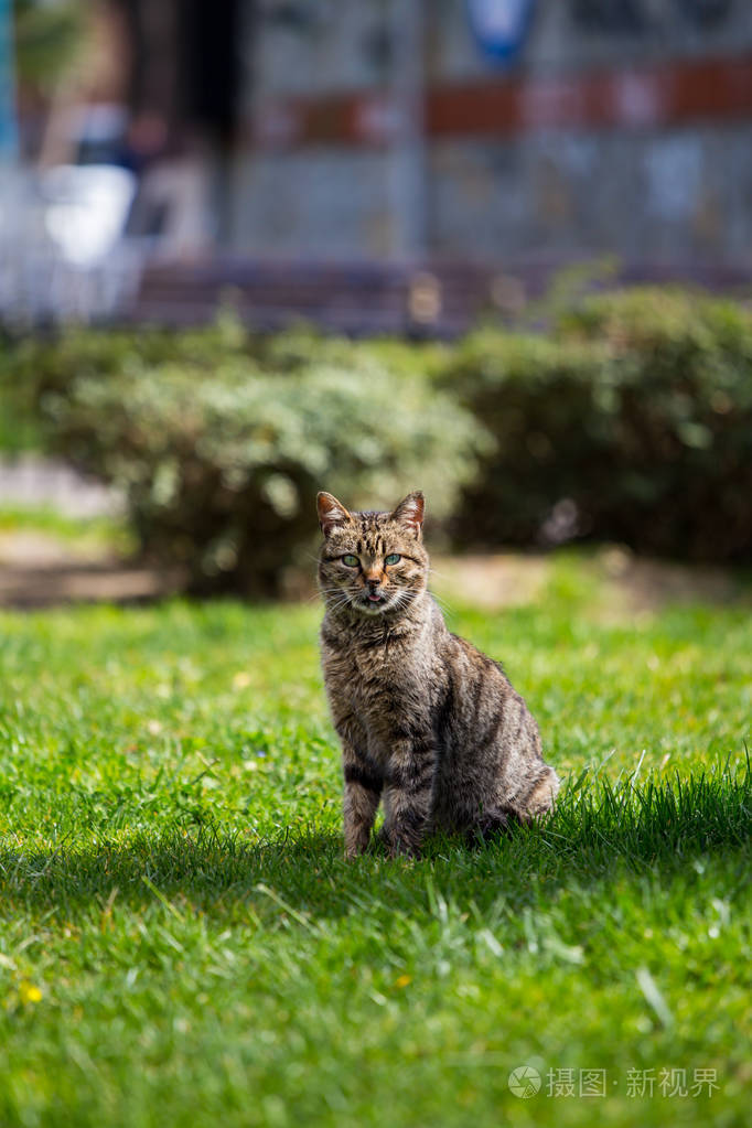 一只灰色的猫坐在一个美丽的公园的草坪上, 一只猫看起来和 f